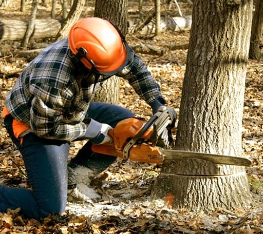 Tree Removal in Gardendale, TX